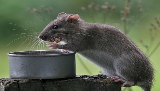 Đột nhập thế giới loài chuột 